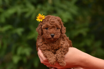 Small red brown toy poodle puppy. Spring background in a green garden. Natural yellow flower jewelry. 