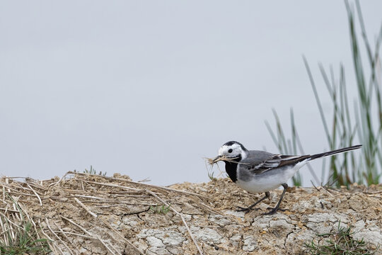 Bergeronnette grise- Motacilla alba - Hoche queue gris - passereaux - motacillid&eacute;s 