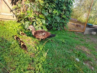 Musky duck or indoda