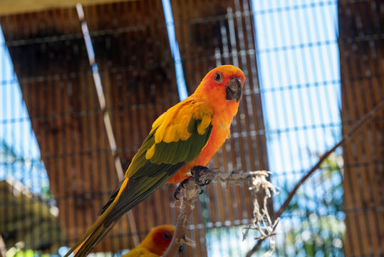 Aratinga