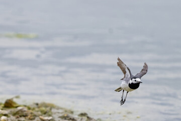 Bergeronnette grise- Motacilla alba - Hoche queue gris - passereaux - motacillidés 