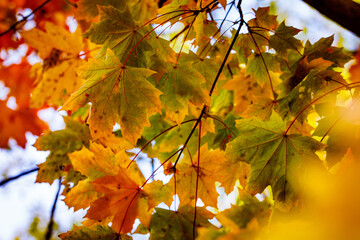 Colourful leaves