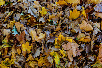 Colourful leaves
