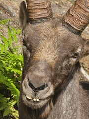 Steinbock Portrait