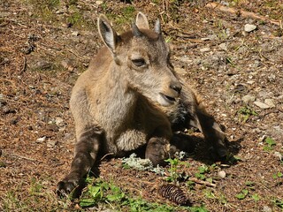 Steinbock Portrait