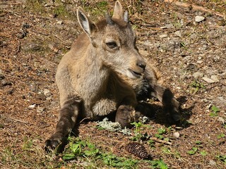 Steinbock Portrait