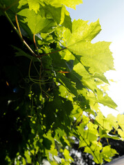 Backlit picture of vine leaves catching the sun