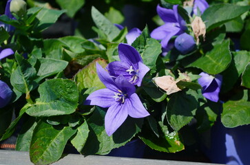 A beautiful view of blue platycodon grandiflorus bellflowers