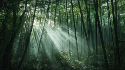 Obraz premium Sunlight Piercing Through a Dense Bamboo Forest, Creating Intricate Patterns of Light and Shadow on the Forest Floor. AI generated illustration