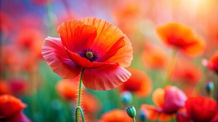 Close up of vibrant red poppy flower petals with blurred background