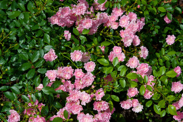 Fototapeta premium Beautiful roses in the garden.
