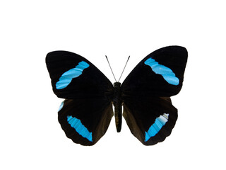 nessaea hewitssoni isolated on white background