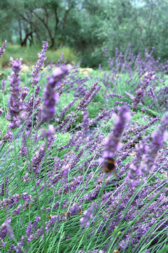 Lavender field