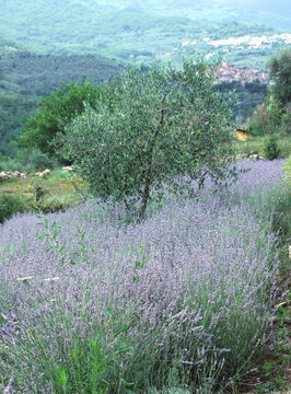 Lavender field
