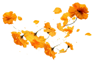 PNG Ink marigolds flower petal plant.