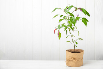 Pepper chile in a pot on a textured background. potted chili peppers. Herbs and spices. Space for text. Copy space. Kitchen herbs.