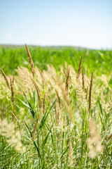 Defocudes green grass in the rural meadow