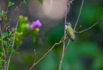 Female ruby-throated hummingbird perched on a naked branch