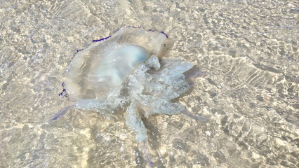 Close-up of a jellyfish on the beach at Malo les Bains, Dunkirk.