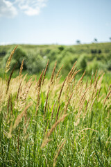 Fototapeta premium Defocudes green grass in the rural meadow