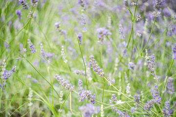 Flowering lavender plant in the summer time
