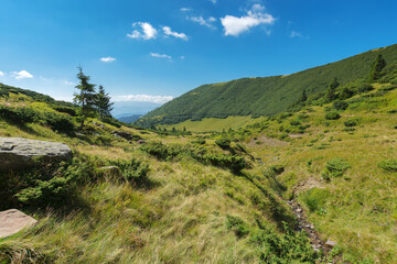 slopes of chornohora ridge. landscape of carpathian mountains on a bright forenoon in summer. forested hills and grassy meadows beneath a bright blue sky