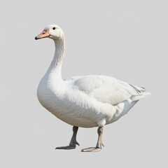 Obraz premium Goose, mid quack, isolated on grey background, ideal for compositing