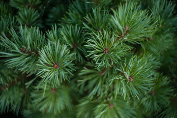 Evergreen fir tree as a natural background