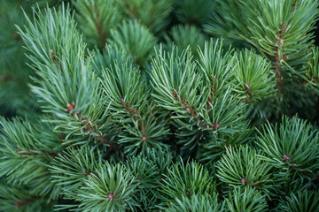 Evergreen fir tree as a natural background