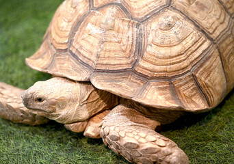 Old turtle, close up, walking on grass