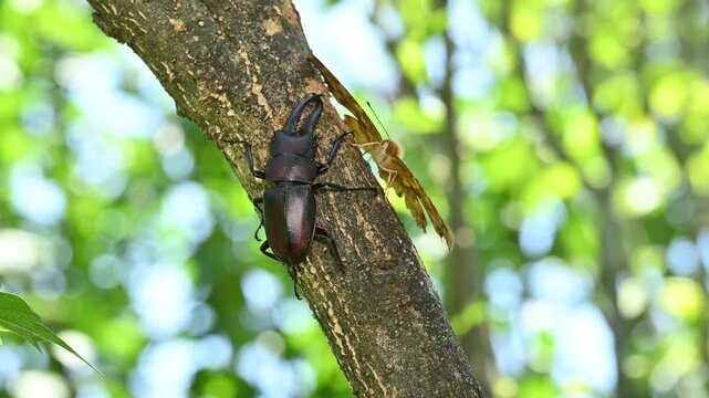 ノコギリクワガタの採食