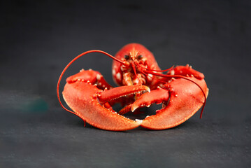 red lobster on dark background