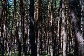 Rural road in recreation area in the pine forest in Tskneti, Tbilisi