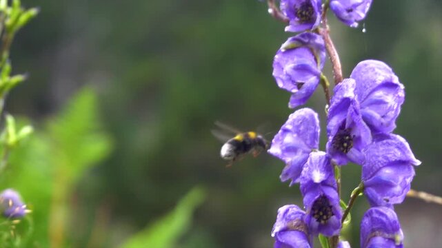Slow motion, a bee pollinating purple flowers.