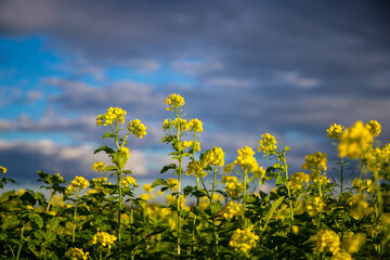 Close-up of rapeseed fields with darkened clouds in the background