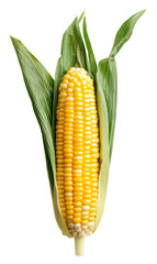Fresh corn on the cob with green husk, cut out - stock png.