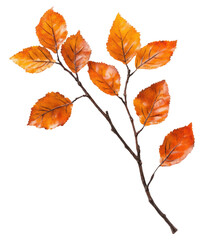 Naklejka premium Orange-leaved autumn branch on white, cut out - stock png.