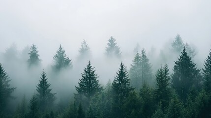 Dense Fog Enveloping a Pine Forest with Only the Tops of the Tallest Trees Visible Through the Mist, Creating a Mysterious Atmosphere. AI generated illustration