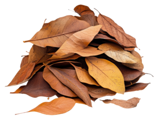 Pile of dried autumn leaves on a white background, cut out - stock png.