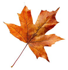 Obraz premium Autumn maple leaf on a white background, cut out - stock png.