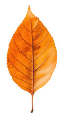 Fototapeta premium Autumn orange leaf on white background, cut out - stock png.