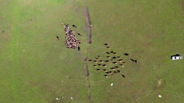 Drone aerial photography of herders herding cattle in Xinjiang: spectacular scene, harmonious coexistence of man and nature
