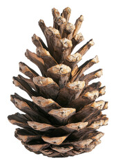 Large pine cone isolated on a white background, cut out - stock png.