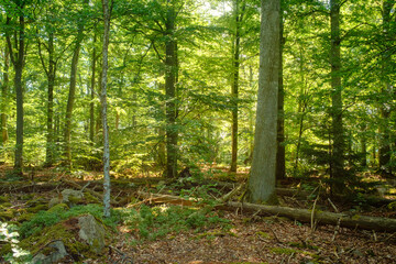 Satter grüner Wald. Idylle der Natur