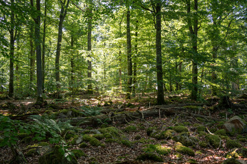 Obraz premium Grüner idyllischer Sommerwald in Schweden