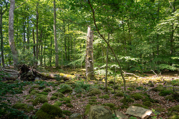 Uriger natürlicher Wald in Schweden