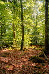 Obraz premium Gebogene Buche steht im Wald und wird mit Sonne beleuchtet