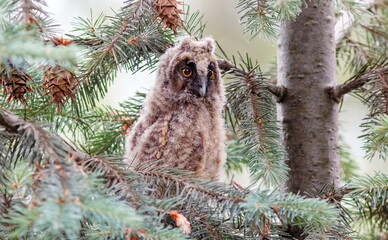 owl on branch
