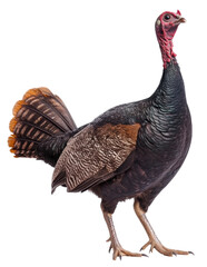 Wild turkey standing in a studio setting, cut out - stock png.