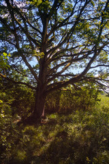 Obraz premium Großer kräftiger Baum im Hochformat